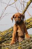 RODESIAN RIDGEBACK 181